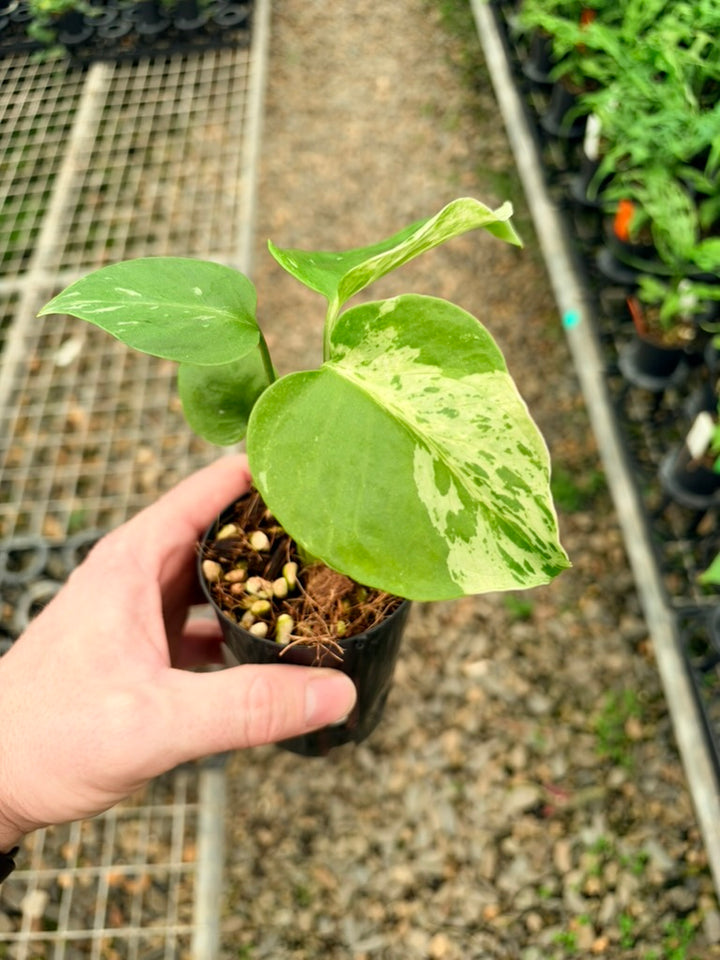 Handpicked #65 - Monstera Deliciosa - Bulbasaur