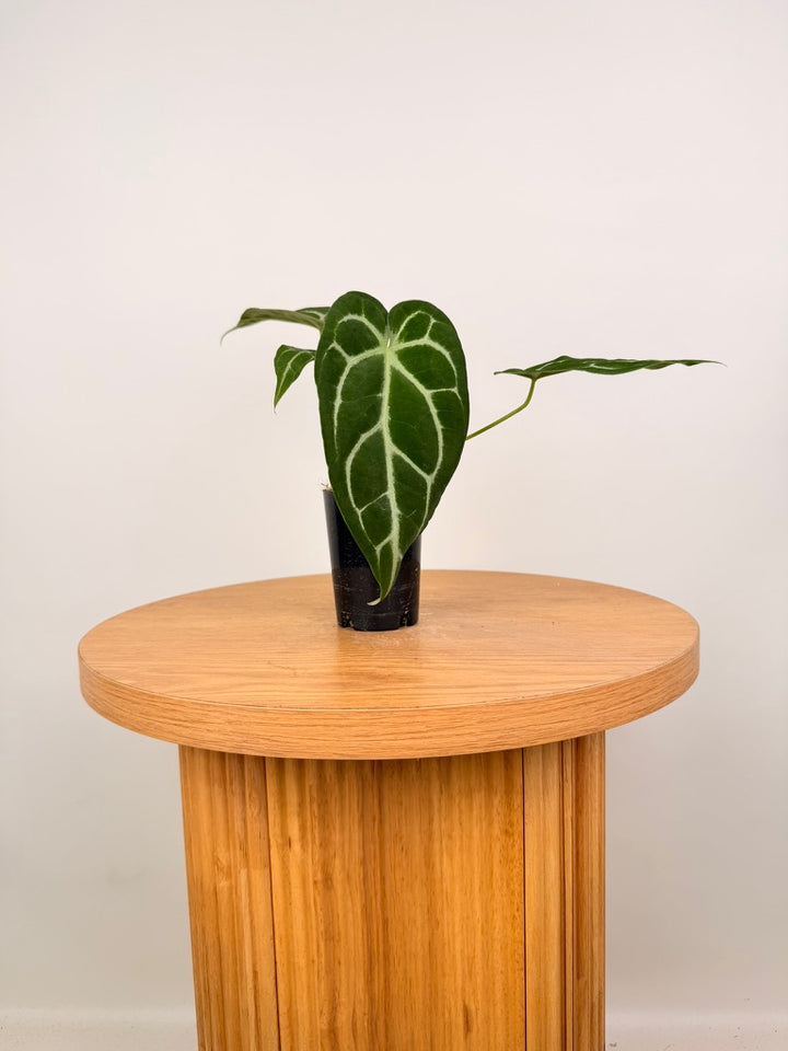 Anthurium Crystallinum X Anthurium NOID