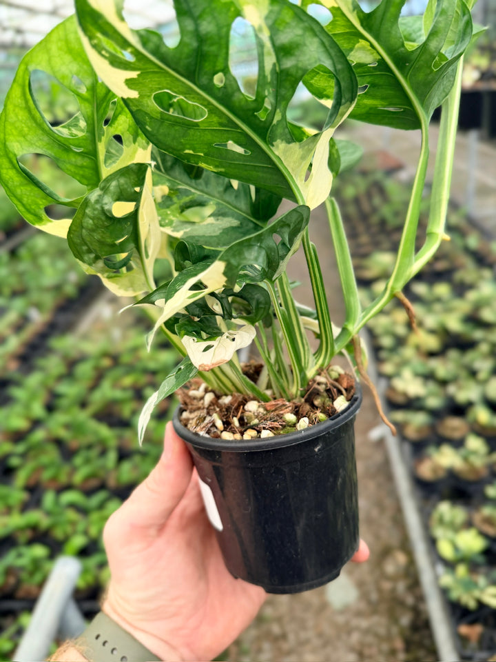 Handpicked #123 - Monstera Adansonii - Monkey Mask - Variegated Albo - Double Planted