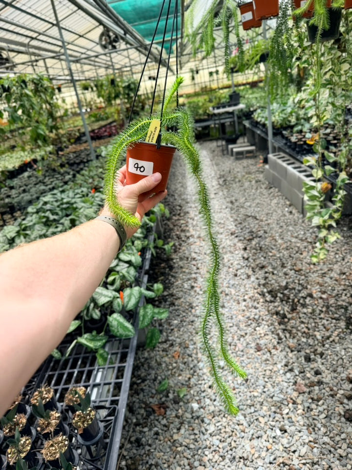 Handpicked #40 - Phlegmariurus Squarrosus [Huperzia Squarrosa] - New Guinea Large Rock Tassel Fern