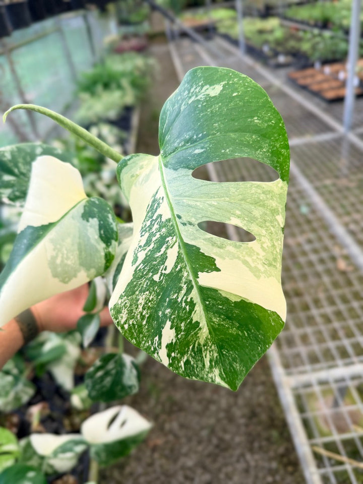 Handpicked #133 - Monstera Deliciosa Borsigiana Variegated Albo