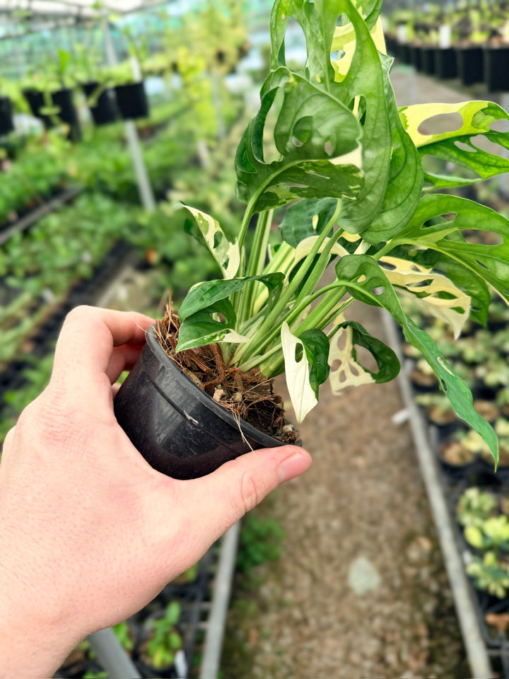 Handpicked #124 - Monstera Adansonii - Monkey Mask - Variegated Albo - Double Planted