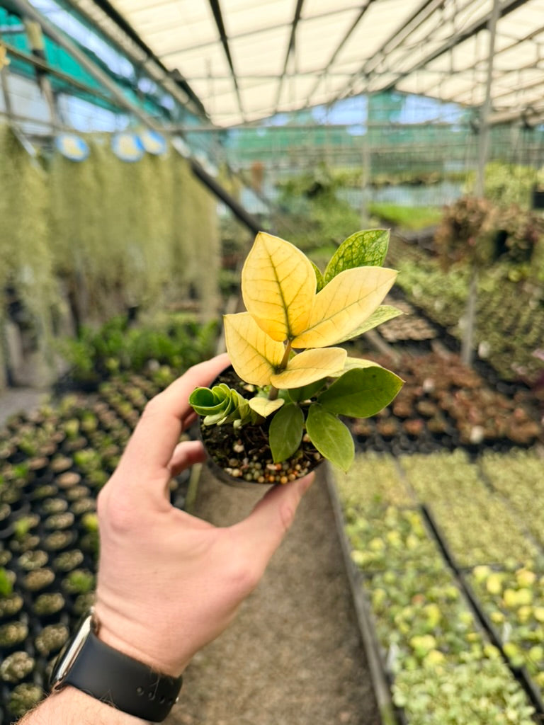 Zamioculcas Zamiifolia - Akebono