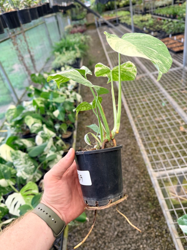 Handpicked #139 - Monstera Deliciosa Borsigiana Variegated Albo