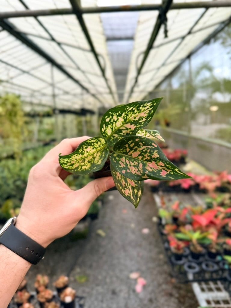 Aglaonema Commutatum - Anyamanee - MINI