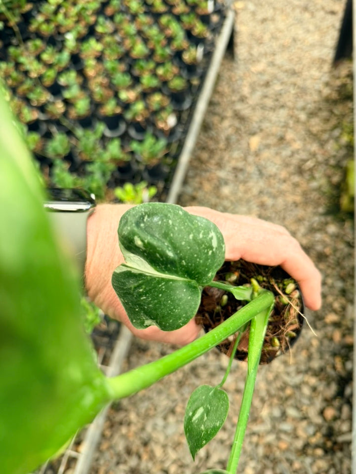 Handpicked #29 - Monstera Deliciosa Thai Constellation - Unique leaf mutation