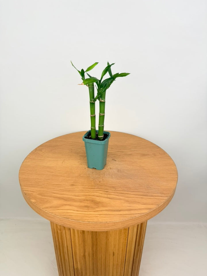 Dracaena Sanderiana - Lucky Bamboo