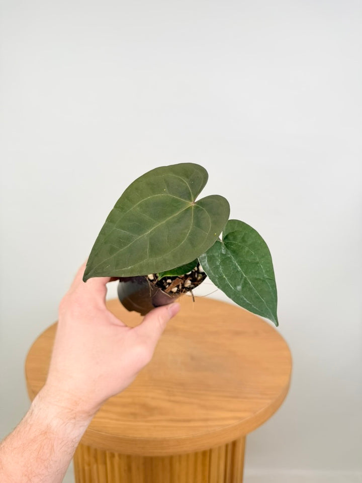 Anthurium Ace of Spades X Anthurium Papillilaminum