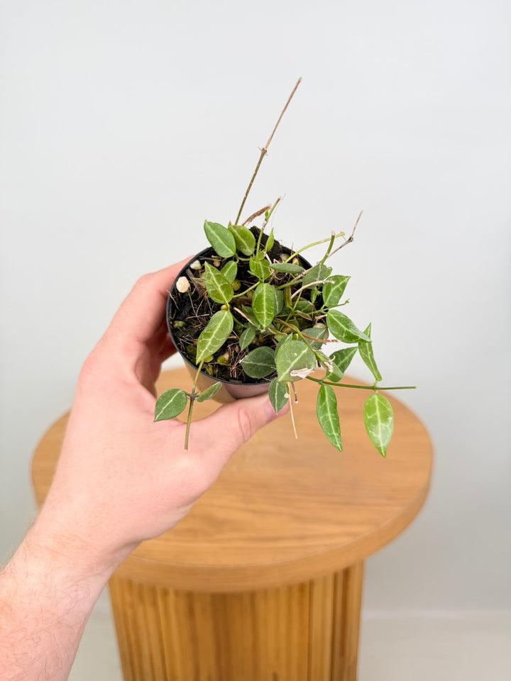 Dischidia Ovata - Round Leaf Form