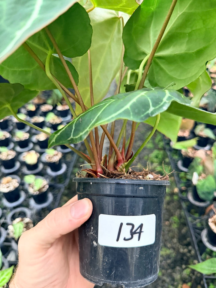 Handpicked #134 - Anthurium Crystallinum - Multi Headed
