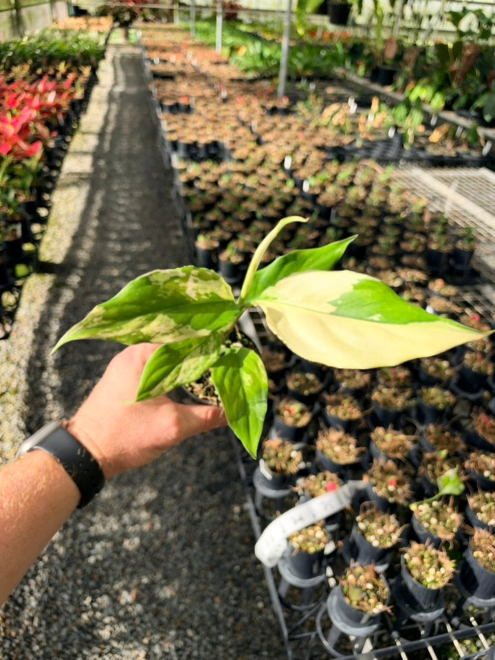 Handpicked #72 - Aglaonema Modestum Variegata