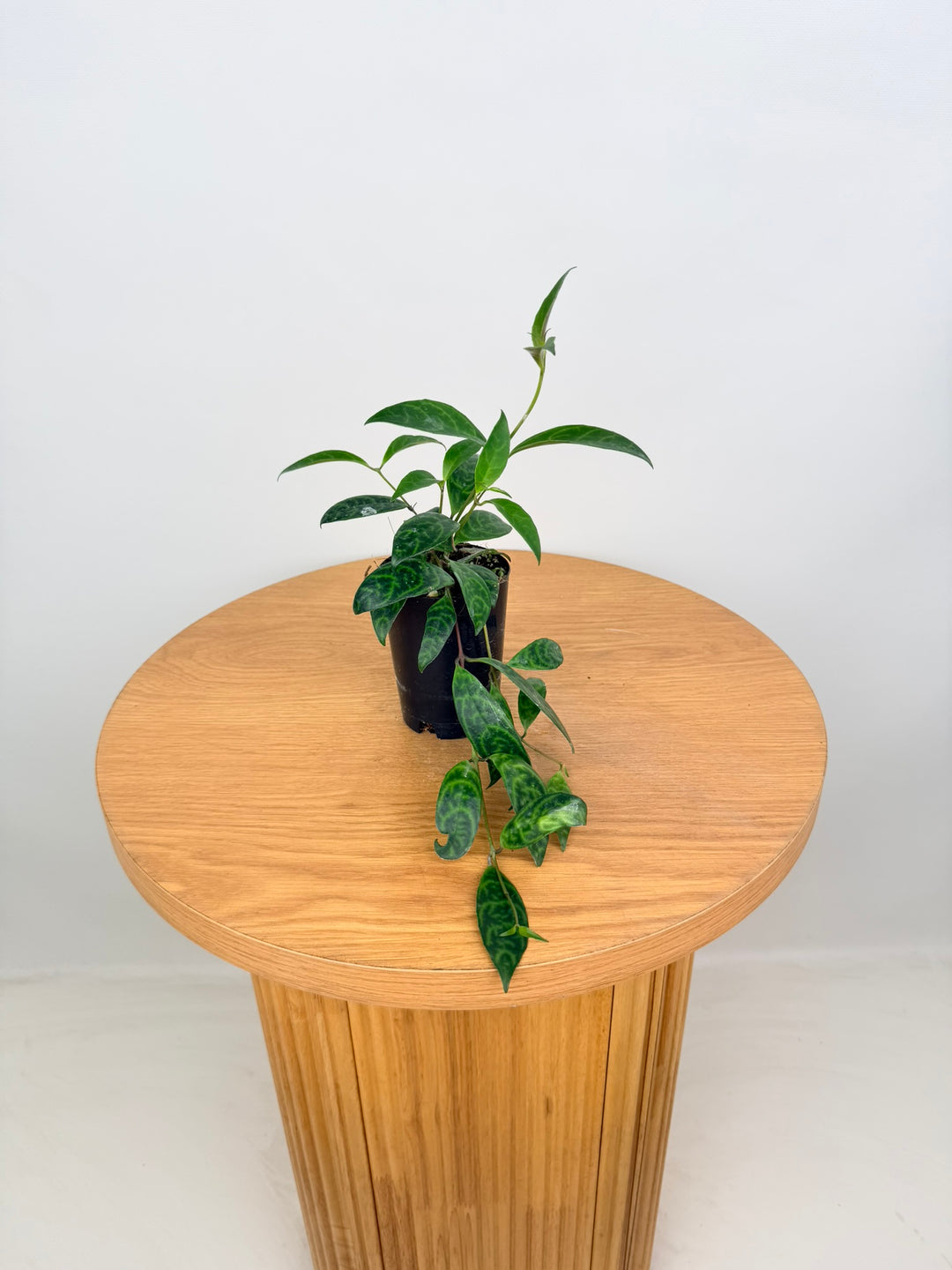Aeschynanthus Longicaulis - Black Pagoda - Lipstick Plant