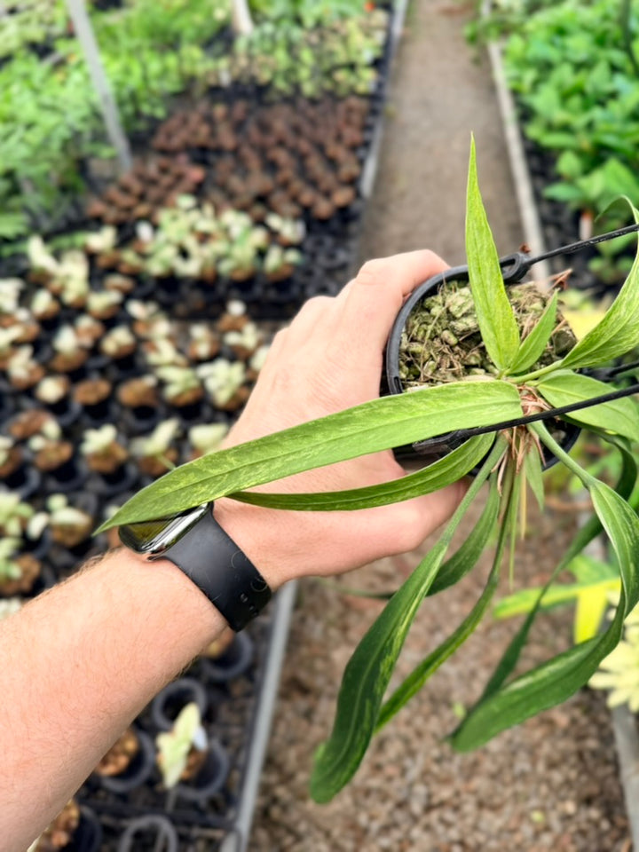 Handpicked #17 - Anthurium Vittariifolium Variegata