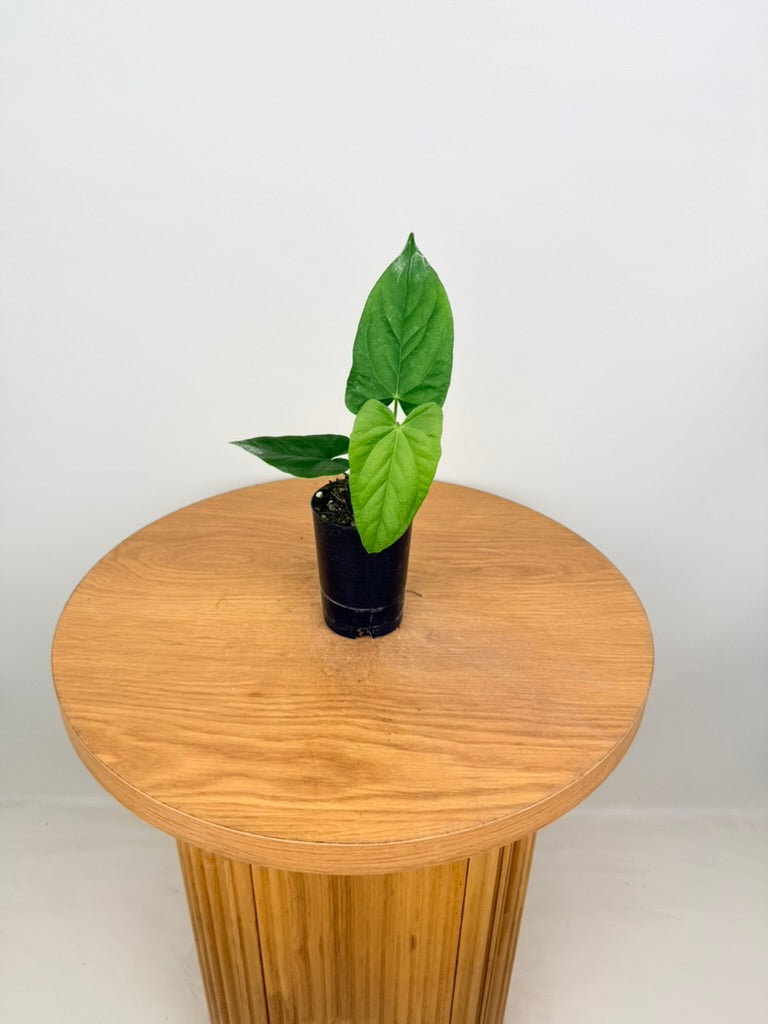Anthurium Balaoanum