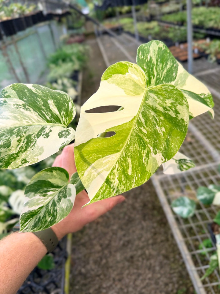 Handpicked #140 - Monstera Deliciosa Borsigiana Variegated Albo