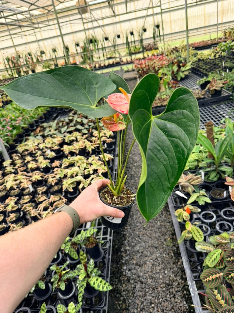 Handpicked #21 - Anthurium Andraeanum - Shibori