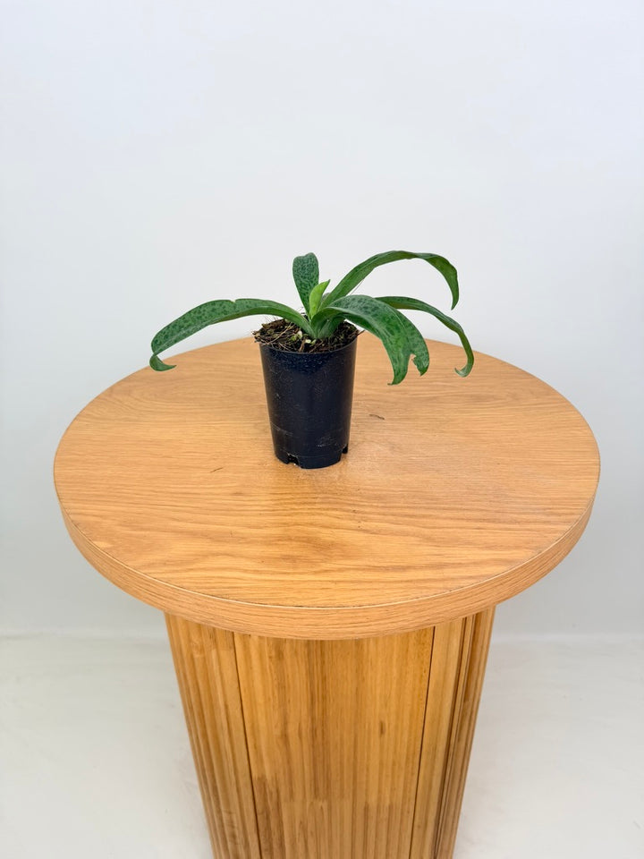 Ledebouria Petiolata - Leopard