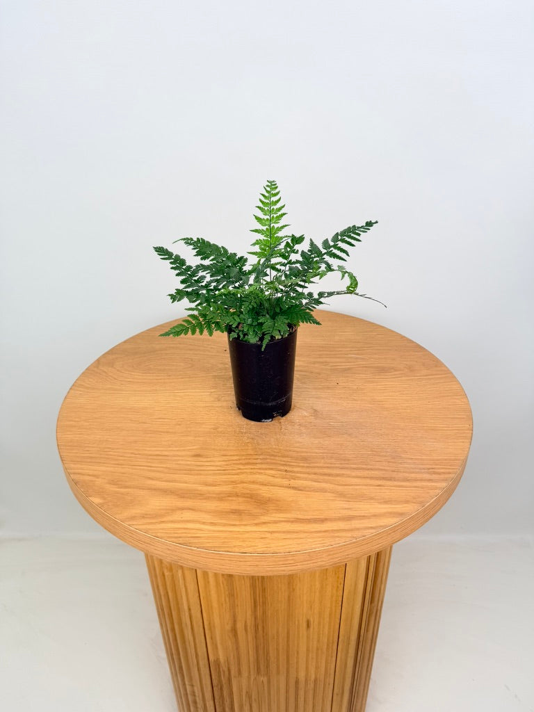 Polystichum Tsussimense - Korean Rock Fern