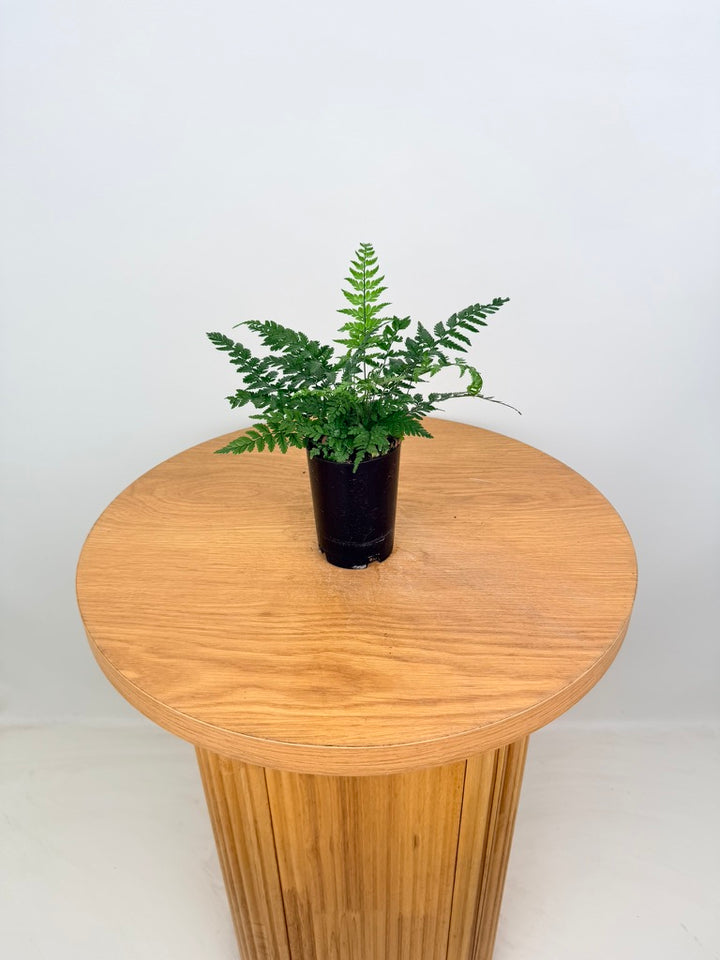 Polystichum Tsussimense - Korean Rock Fern