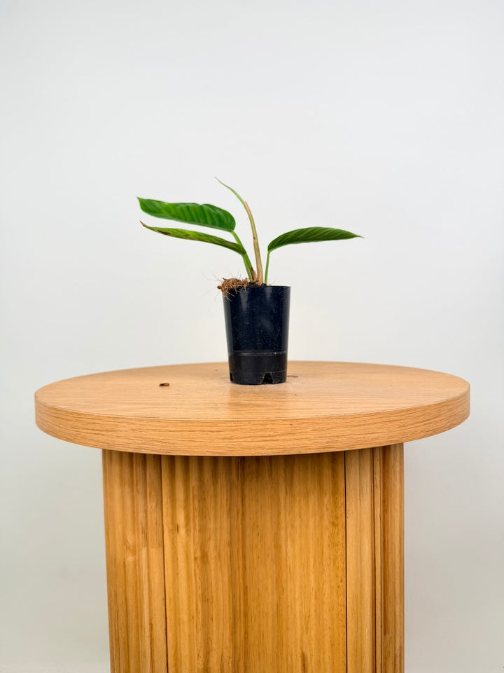 Philodendron Rugapetiolatum