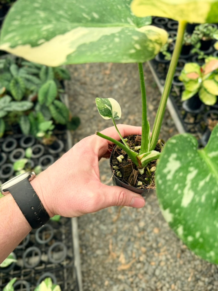 Handpicked #52 - Monstera Deliciosa - Thai Constellation