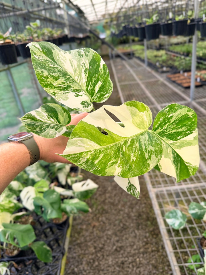 Handpicked #140 - Monstera Deliciosa Borsigiana Variegated Albo