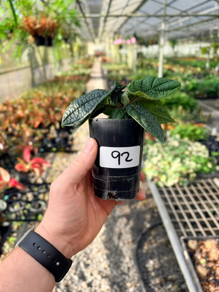 Handpicked #92 - Piper Parmatum