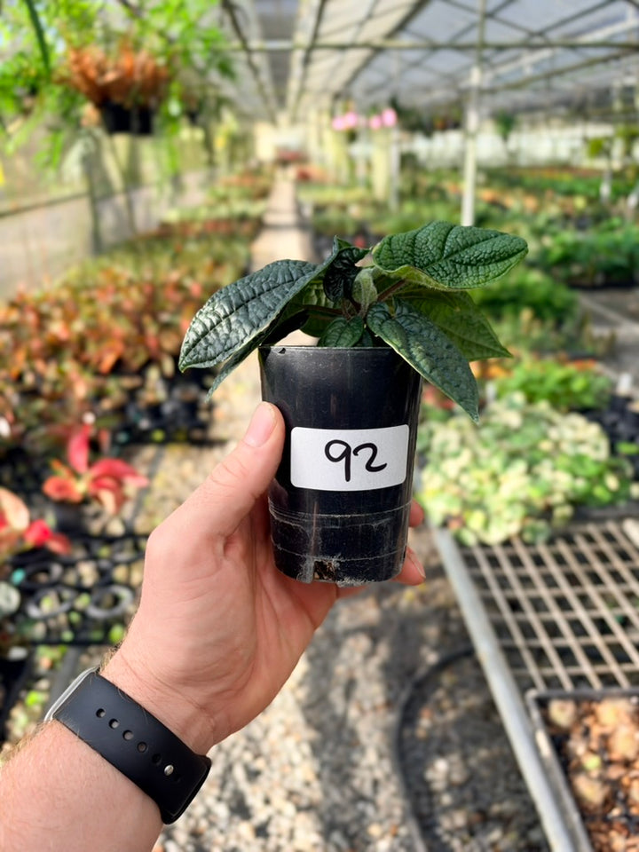 Handpicked #92 - Piper Parmatum
