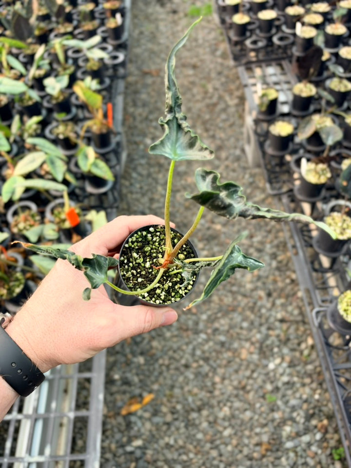 Handpicked #85 - Alocasia Loco