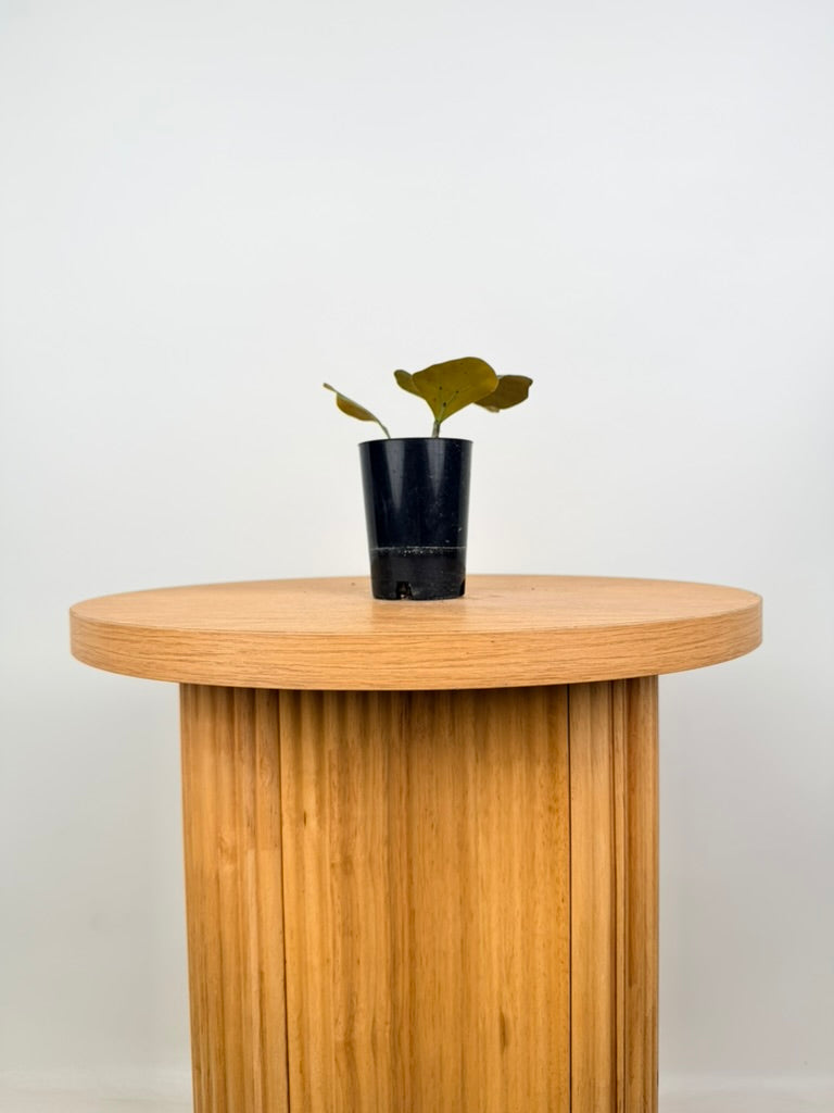 Ficus Deltoidea