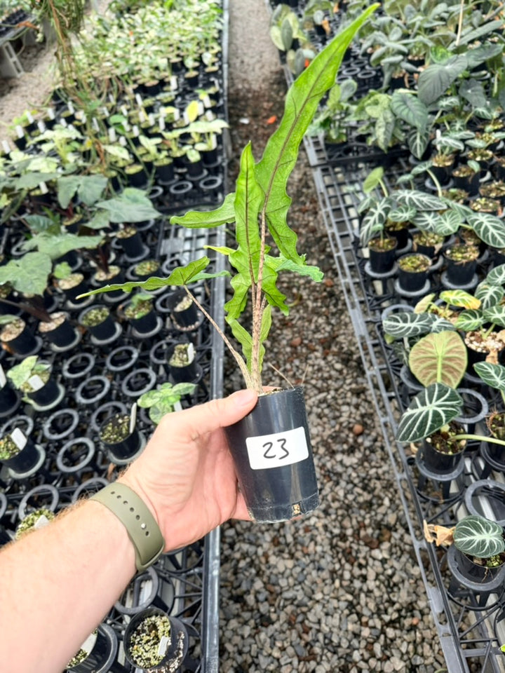 Handpicked #23 - Alocasia sp Sulewasi 'Sabrina Narrow' - Aurea Variegata
