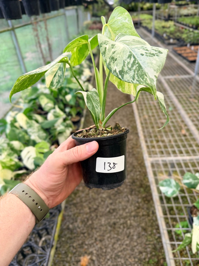 Handpicked #138 - Monstera Deliciosa Borsigiana Variegated Albo