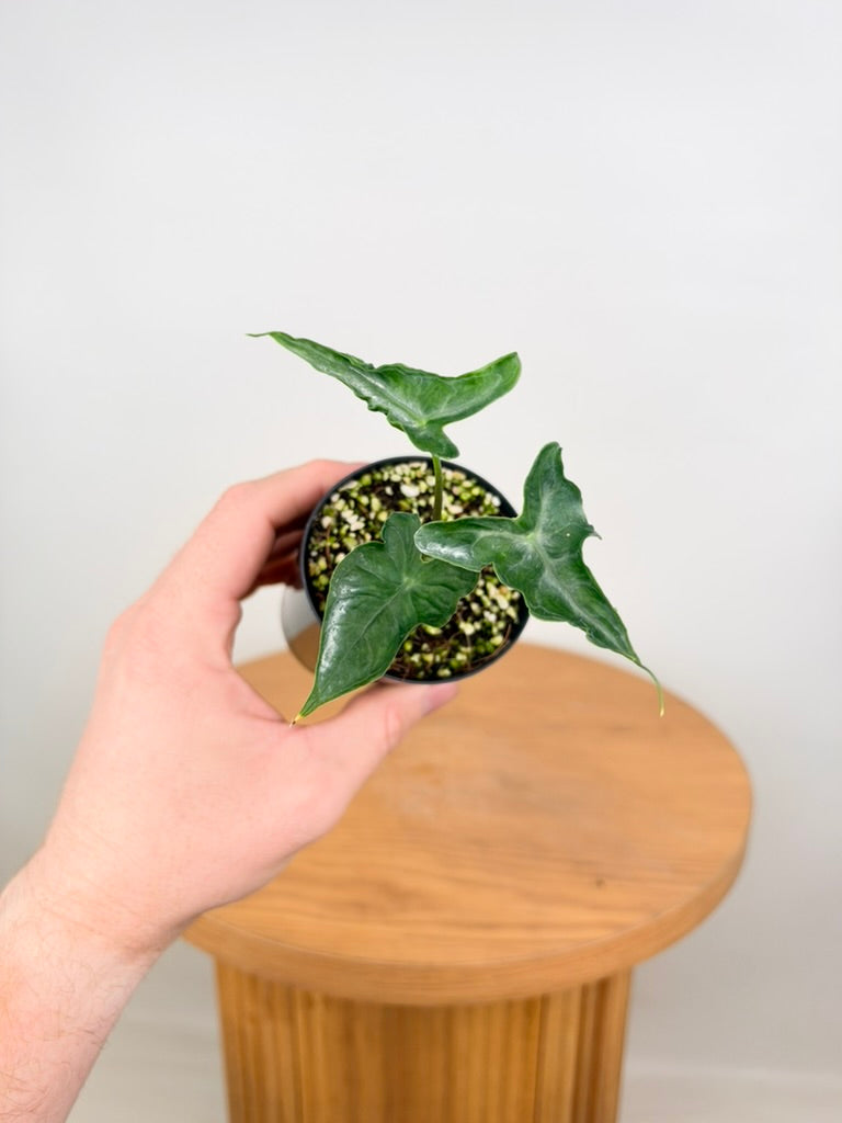Alocasia Teletubbies