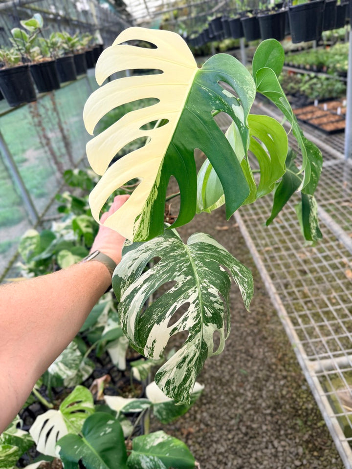 Handpicked #134 - Monstera Deliciosa Borsigiana Variegated Albo