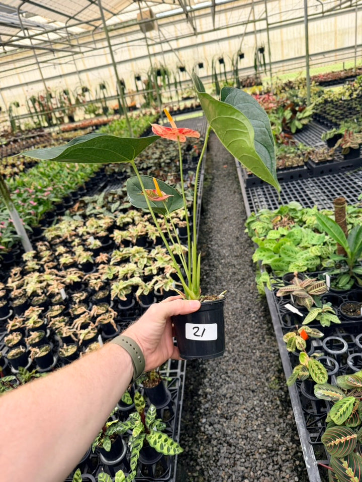 Handpicked #21 - Anthurium Andraeanum - Shibori