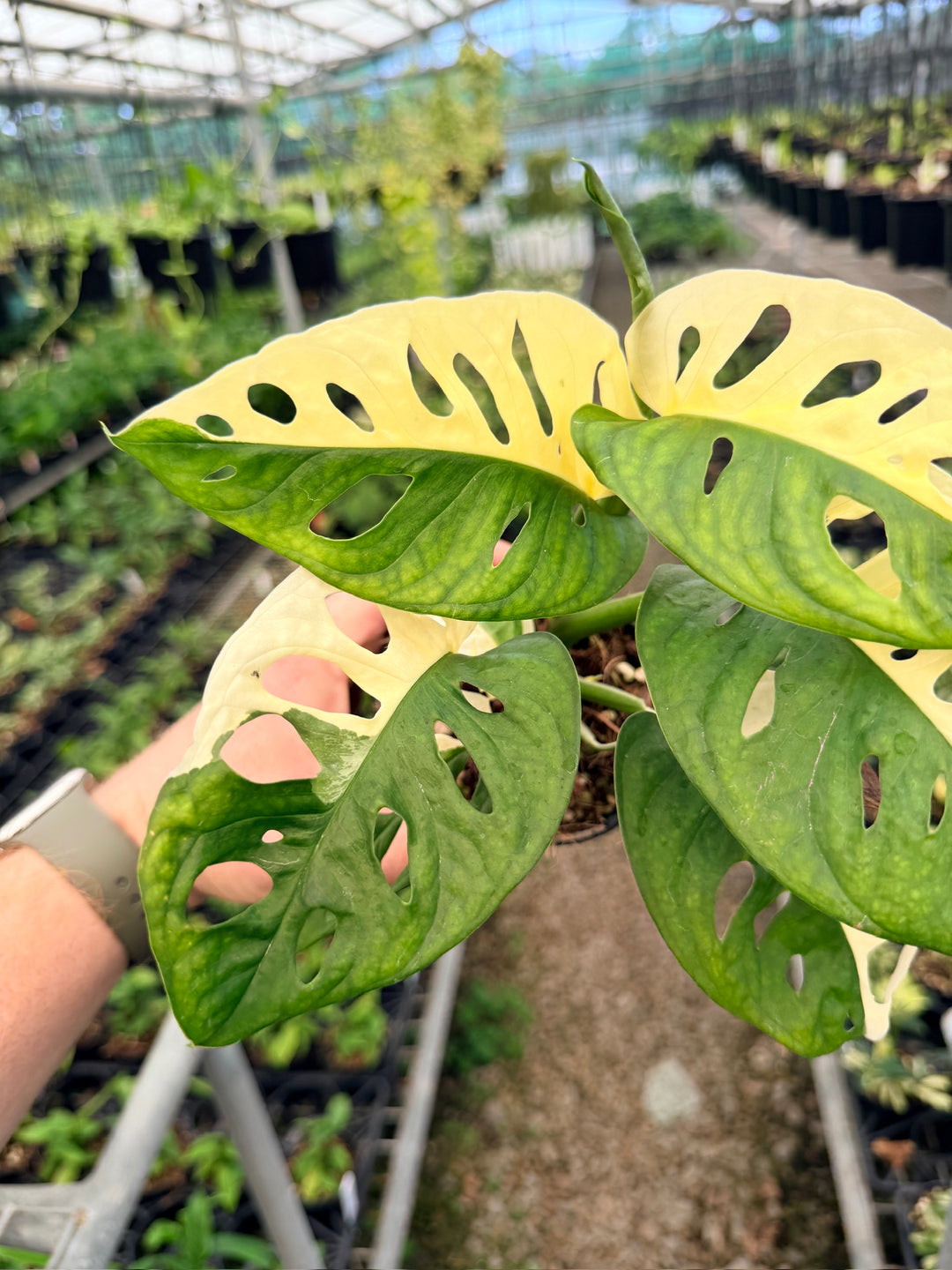 Handpicked #128 - Monstera Adansonii - Monkey Mask - Variegated Albo - Double Planted