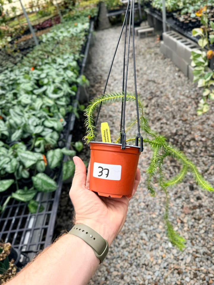 Handpicked #37 - Phlegmariurus squarrosus [Huperzia Squarrosa] - QLD Fine Rock Tassel Fern