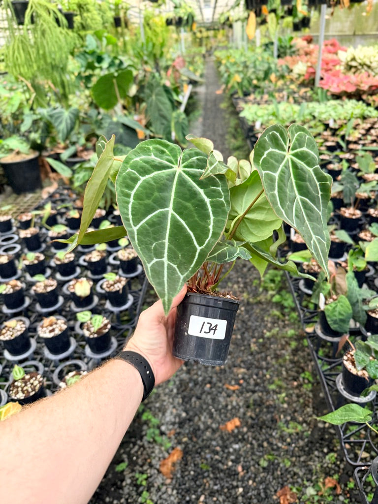 Handpicked #134 - Anthurium Crystallinum - Multi Headed