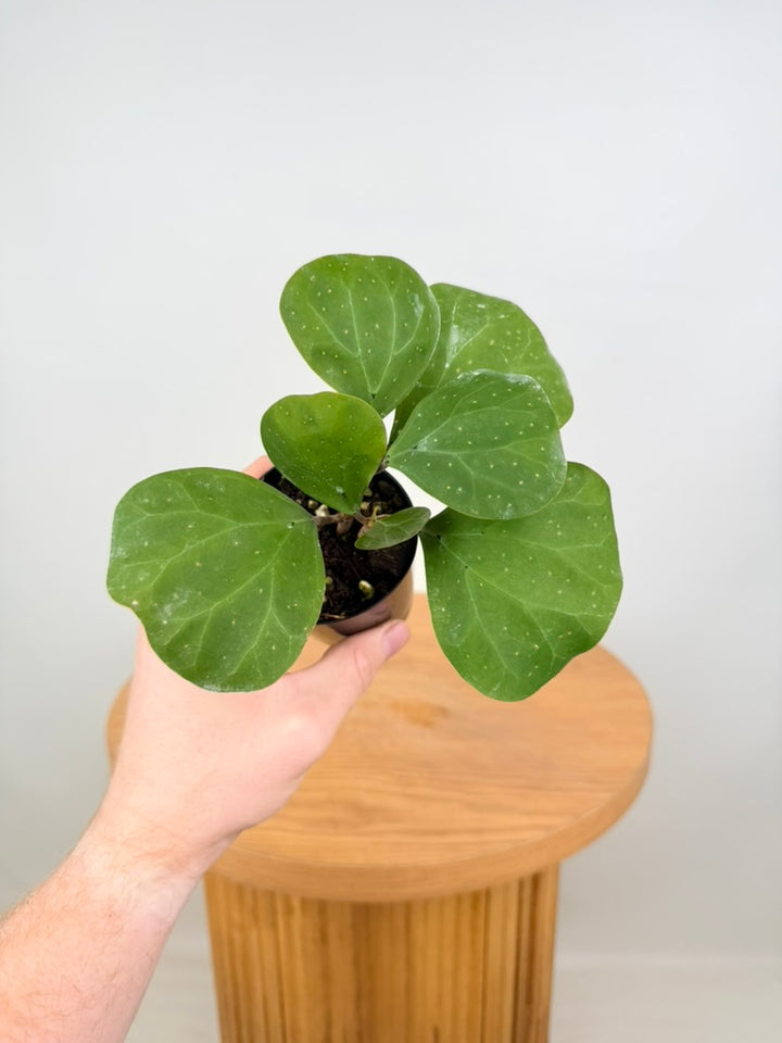 Ficus Deltoidea