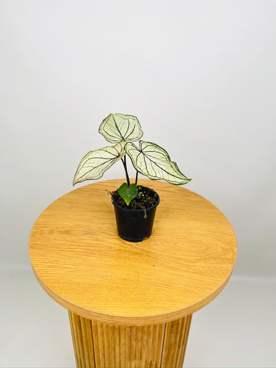 Caladium Good Luck