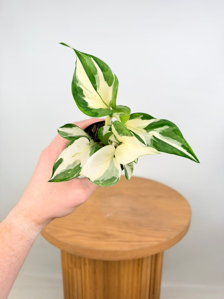 Epipremnum Aureum - Manjula