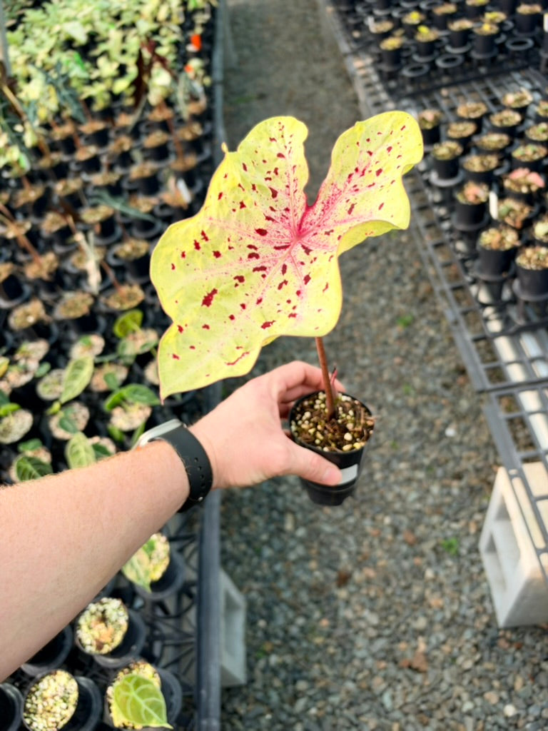 Handpicked #87 - Caladium Bicolor - Miss Muffet