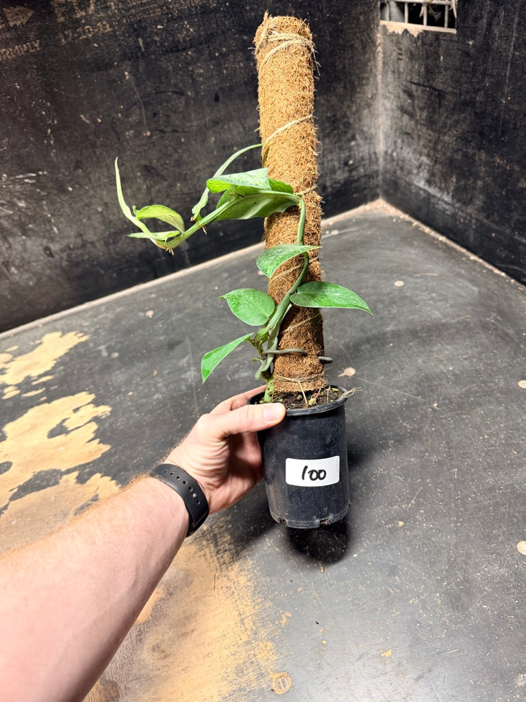 Handpicked #100 - Rhaphidophora Hongkongensis Mint Totem - 100mm Pot