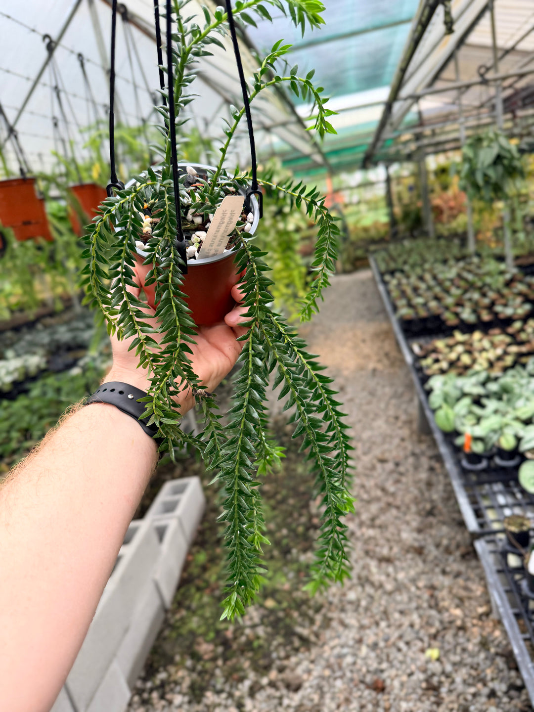 Handpicked #232 - Phlegmariurus Phlegmarioides X Phlegmariurus Ledermannii - Tassel Fern