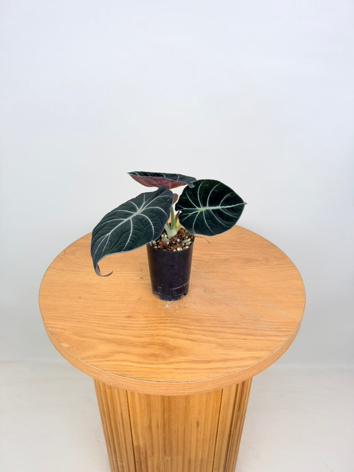 Alocasia Reginula - Black Velvet
