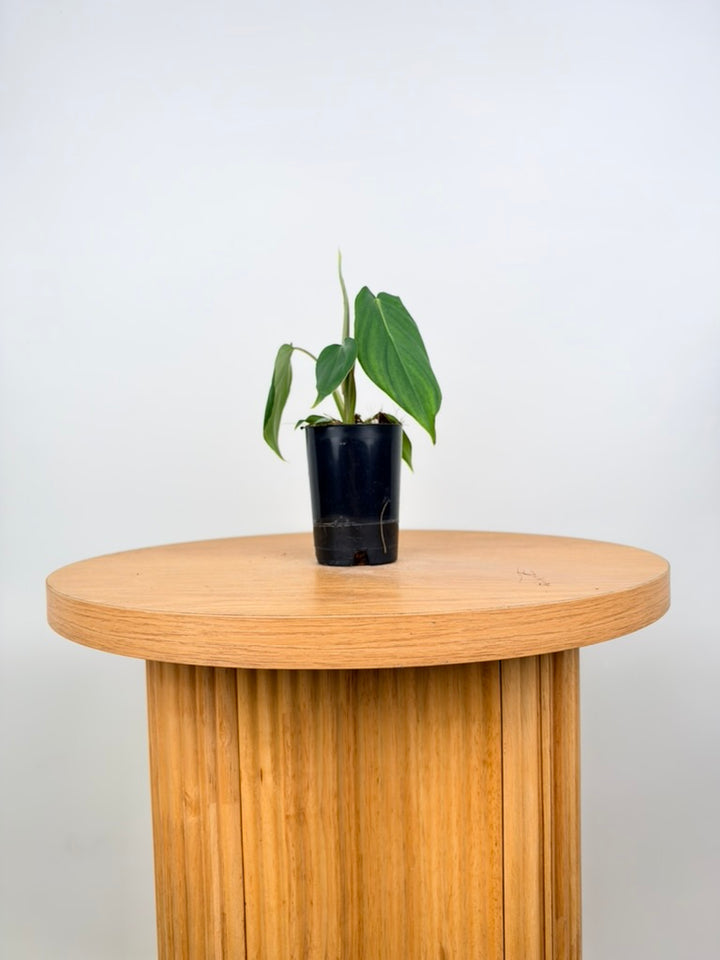 Philodendron Gloriosum X Pastazanum - Dean McDowell