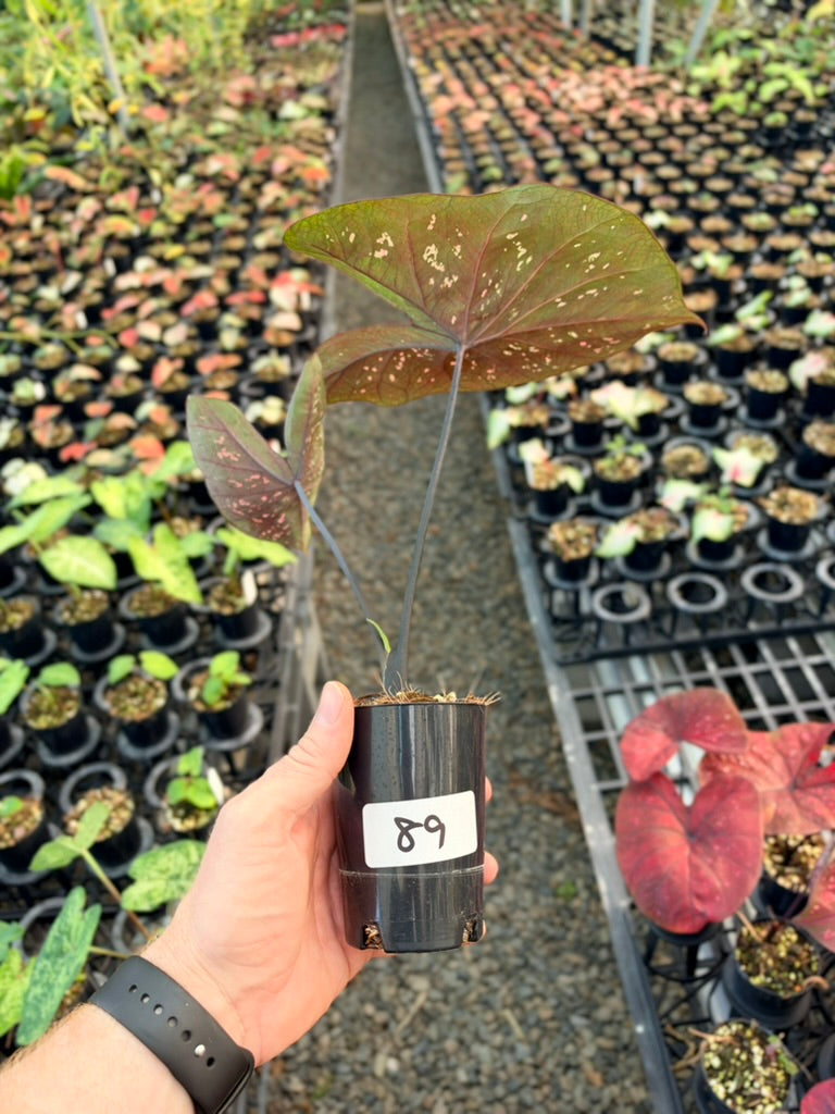 Handpicked #89 - Caladium Bicolor - NOID