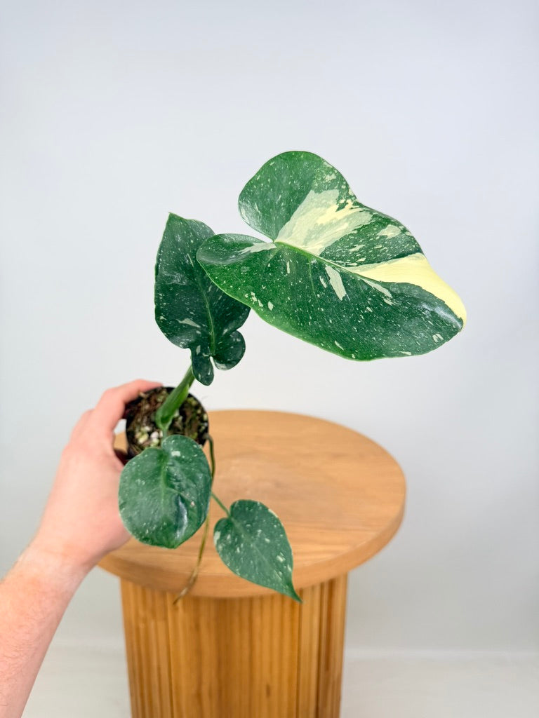 Monstera Deliciosa - Thai Constellation - Random Selection - Imperfect Foliage