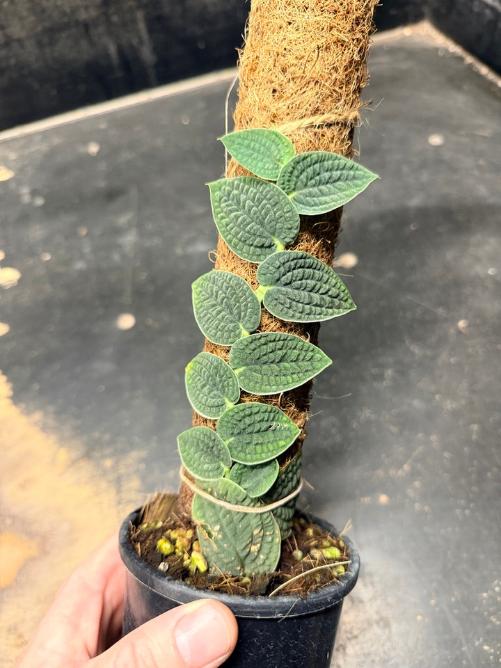 Handpicked #95 - Rhaphidophora Versteegii Totem - 100mm Pot