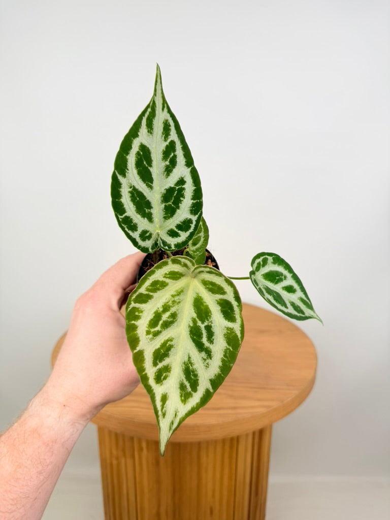 Anthurium Crystallinum Silver Blush X Warocqueanum - Imperfect Foliage